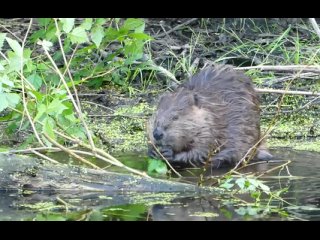 castor canadensis from save estuary land society/biology